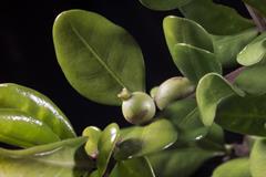 راندیا آکیولیتا